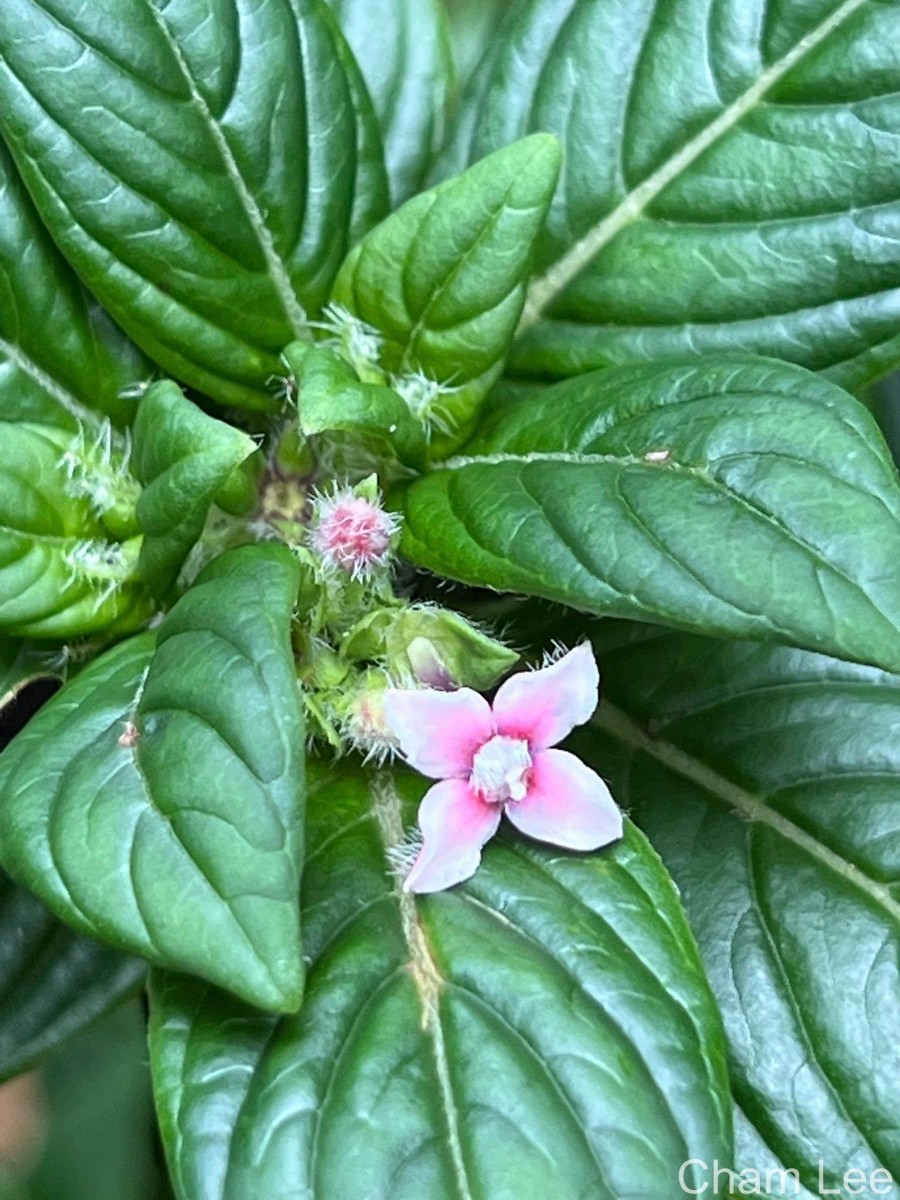 Knoxia platycarpa var. hirsuta (Arn.) Thwaites